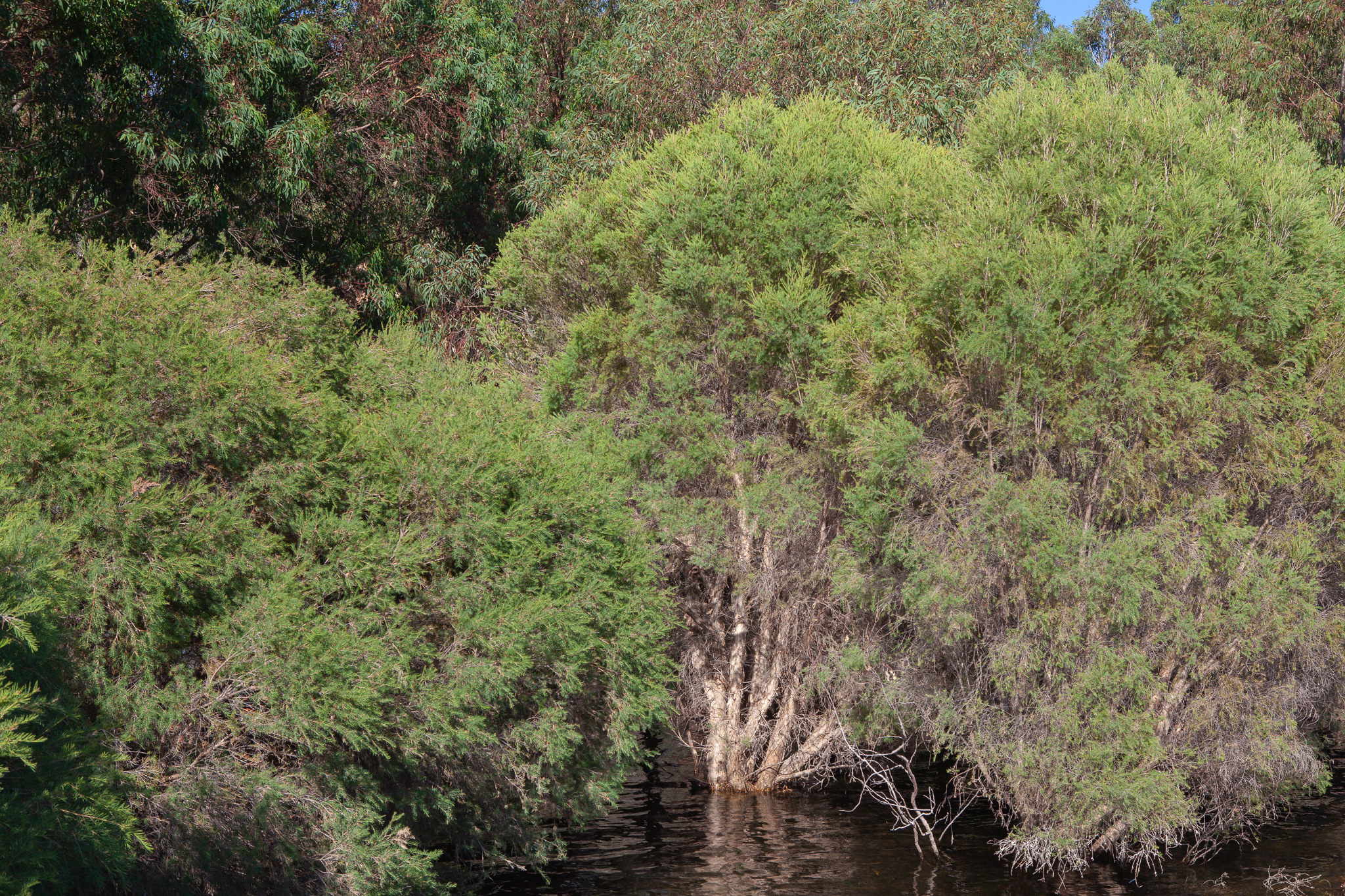 freshwater-paperbark-melaleuca-raphiophylla-honkey-nuts