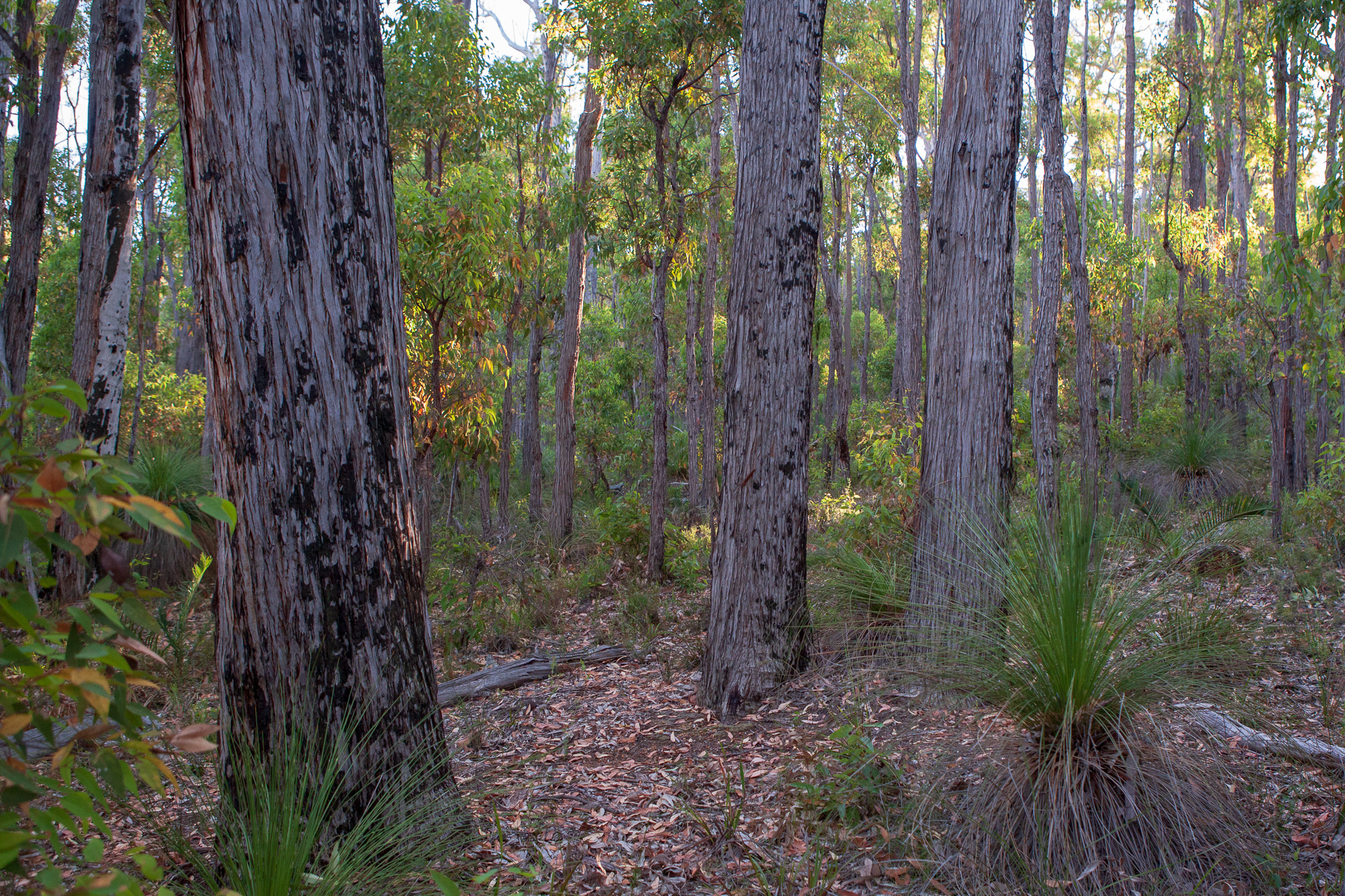 Jarrah (Eucalyptus marginata) Honkey Nuts