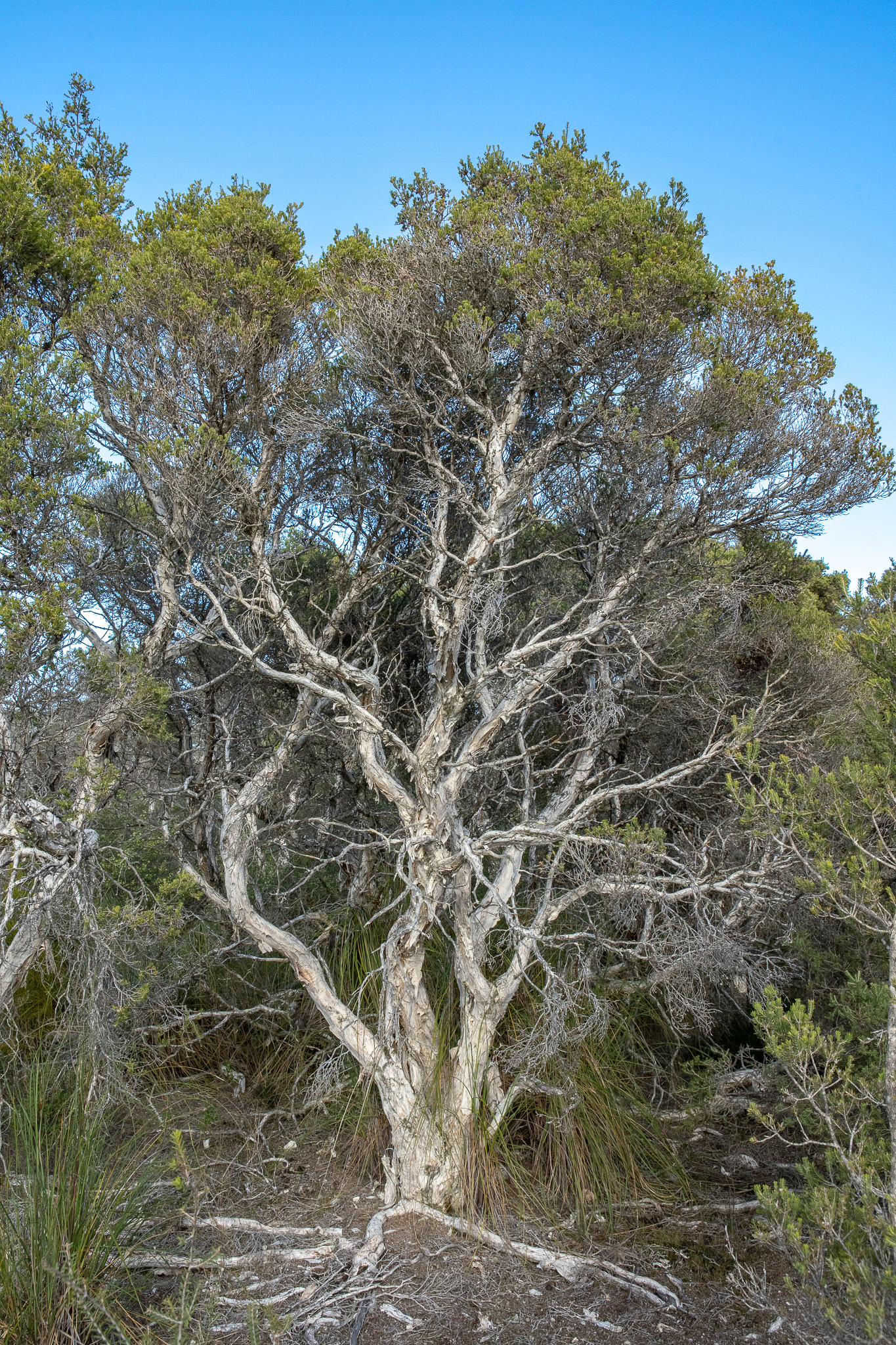 saltwater-paperbark-melaleuca-cuticularis-honkey-nuts