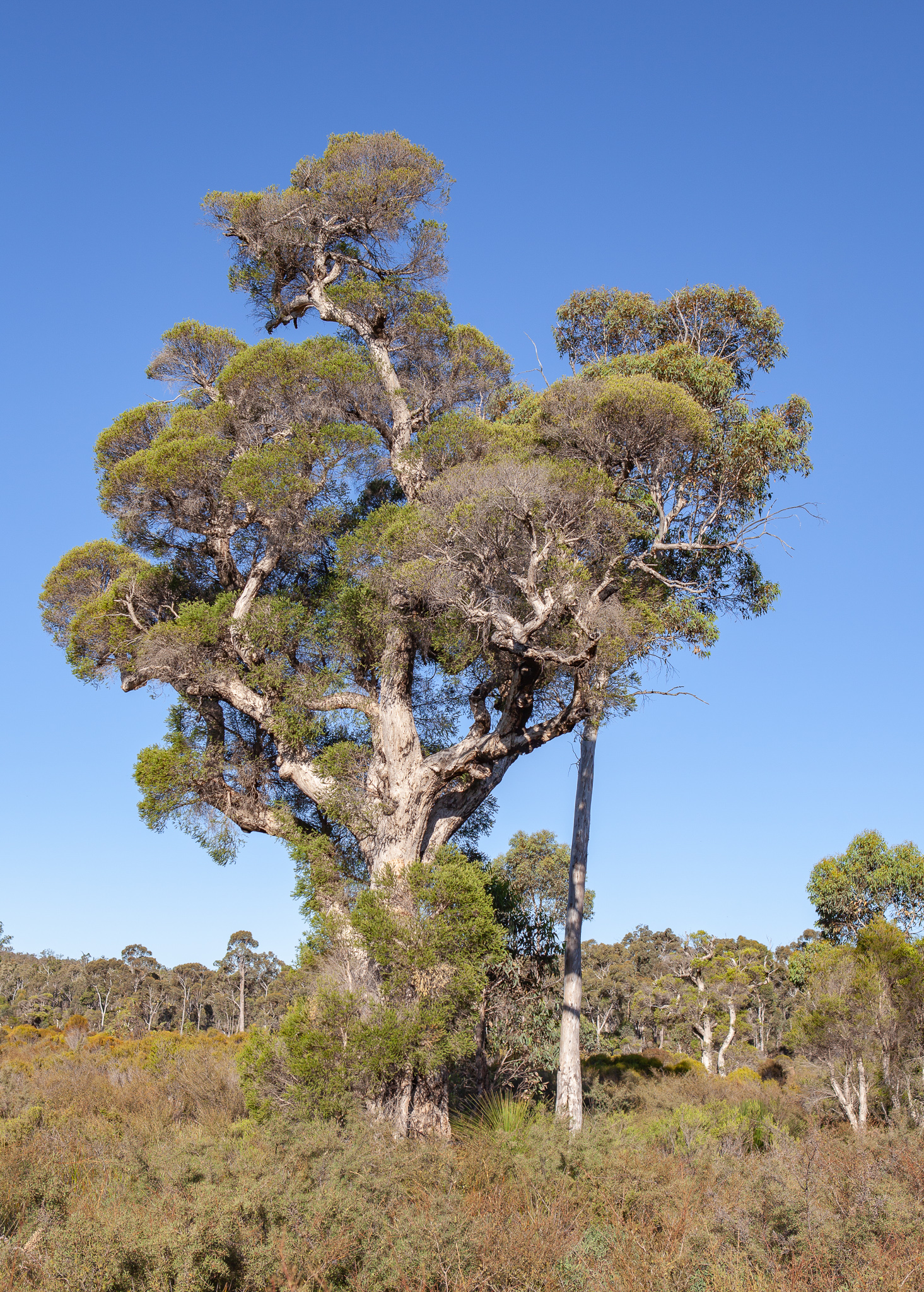 stout-paperbark-modong-melaleuca-preissiana-honkey-nuts