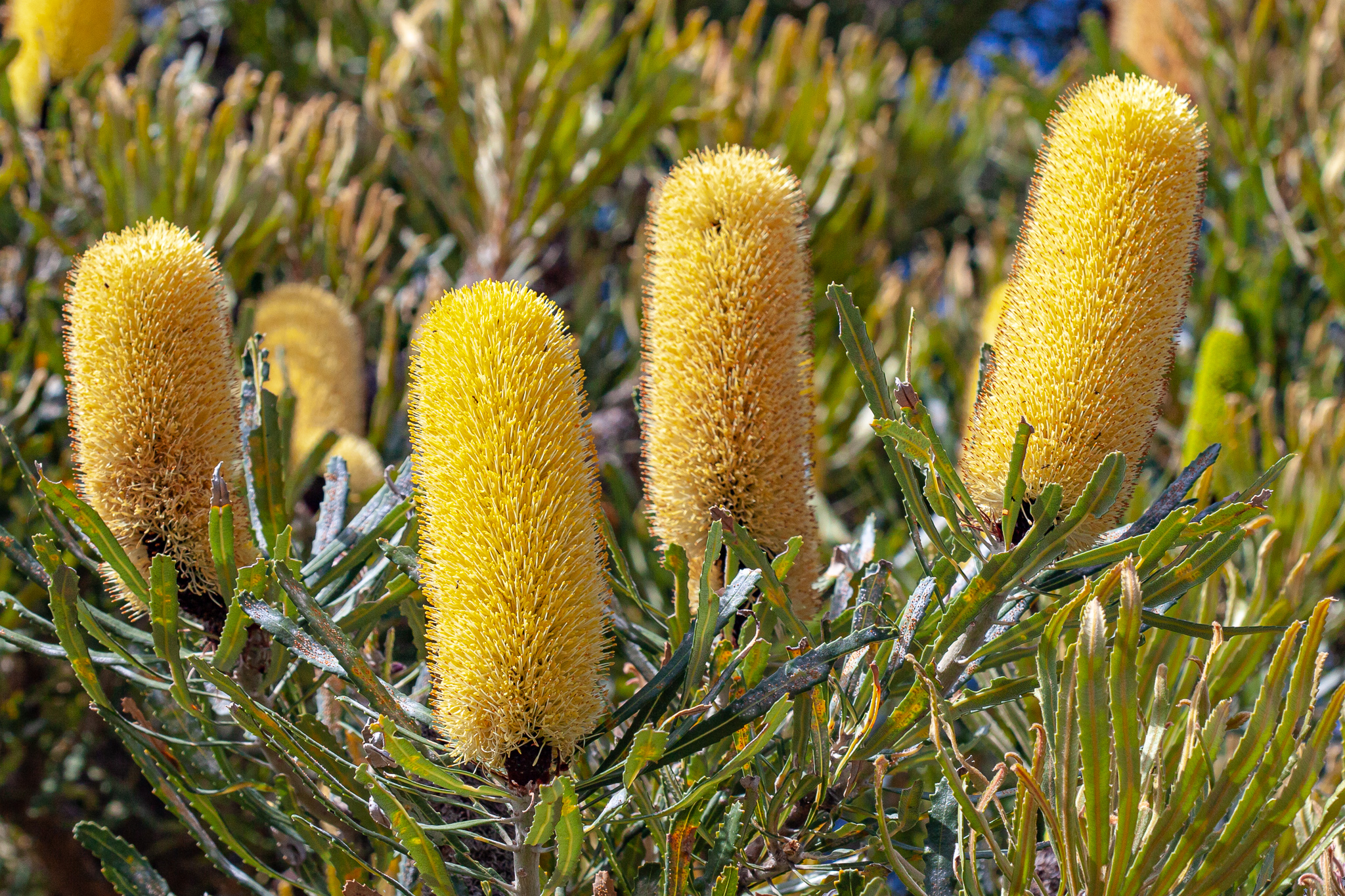 Candle Banksia (Banksia attenuata) – Honkey Nuts