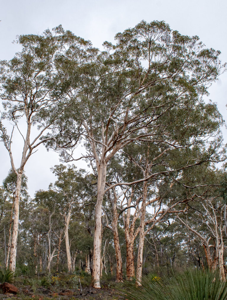 Powderbark (Eucalyptus accedens) – Honkey Nuts