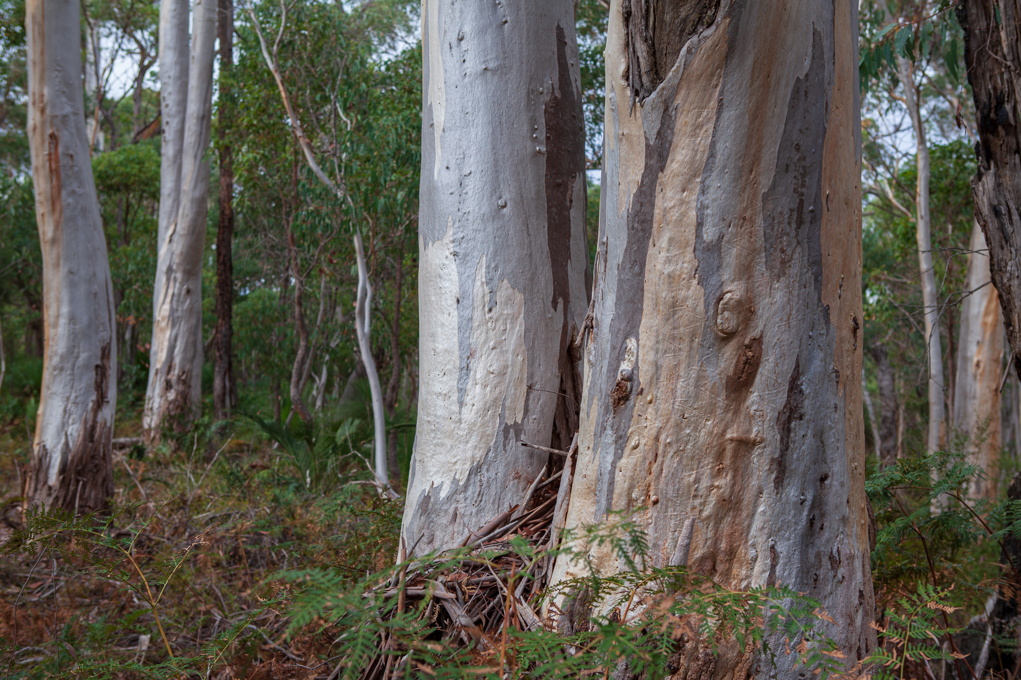 Bullich (Eucalyptus megacarpa) – Honkey Nuts