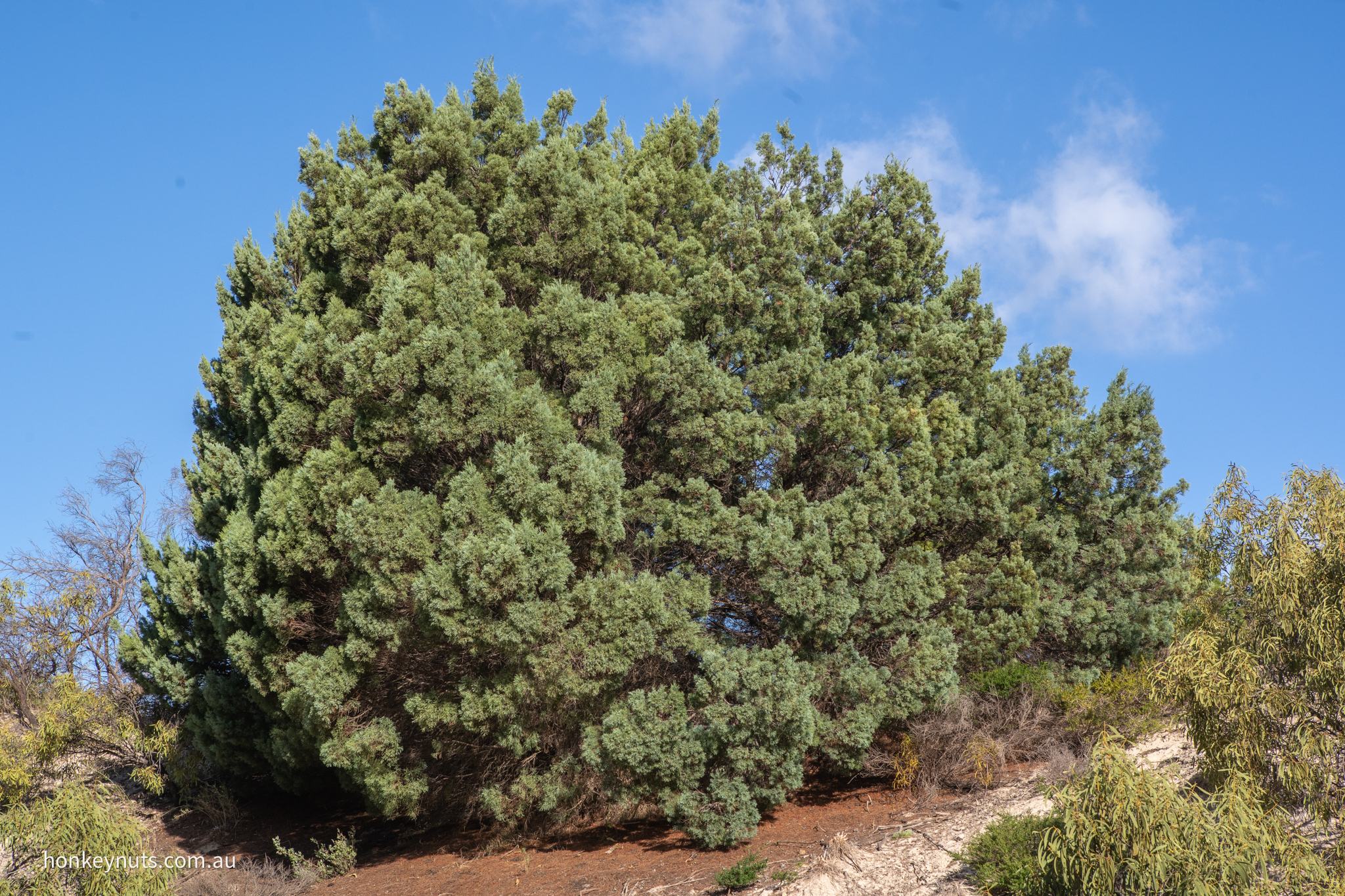 Rottnest Cypress