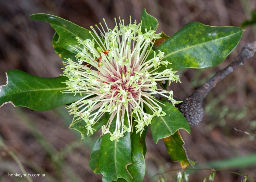 Banksia Ilicifolia HOLLY-LEAF BANKSIA – Honkey Nuts