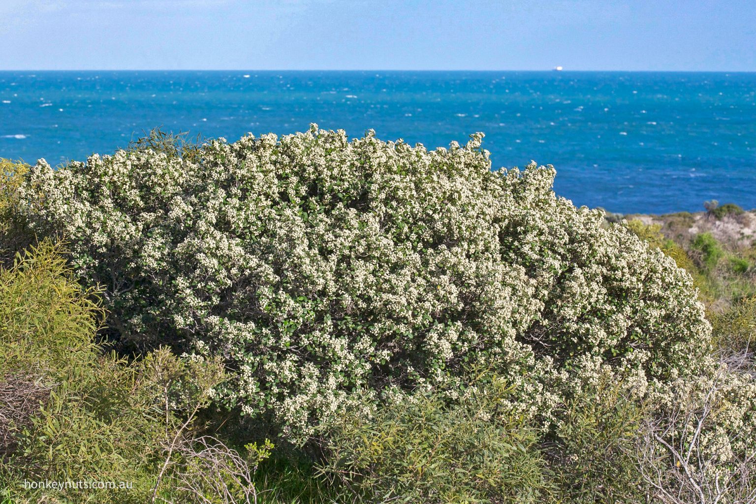 Spyridium Globulosum BASKET BUSH Honkey Nuts