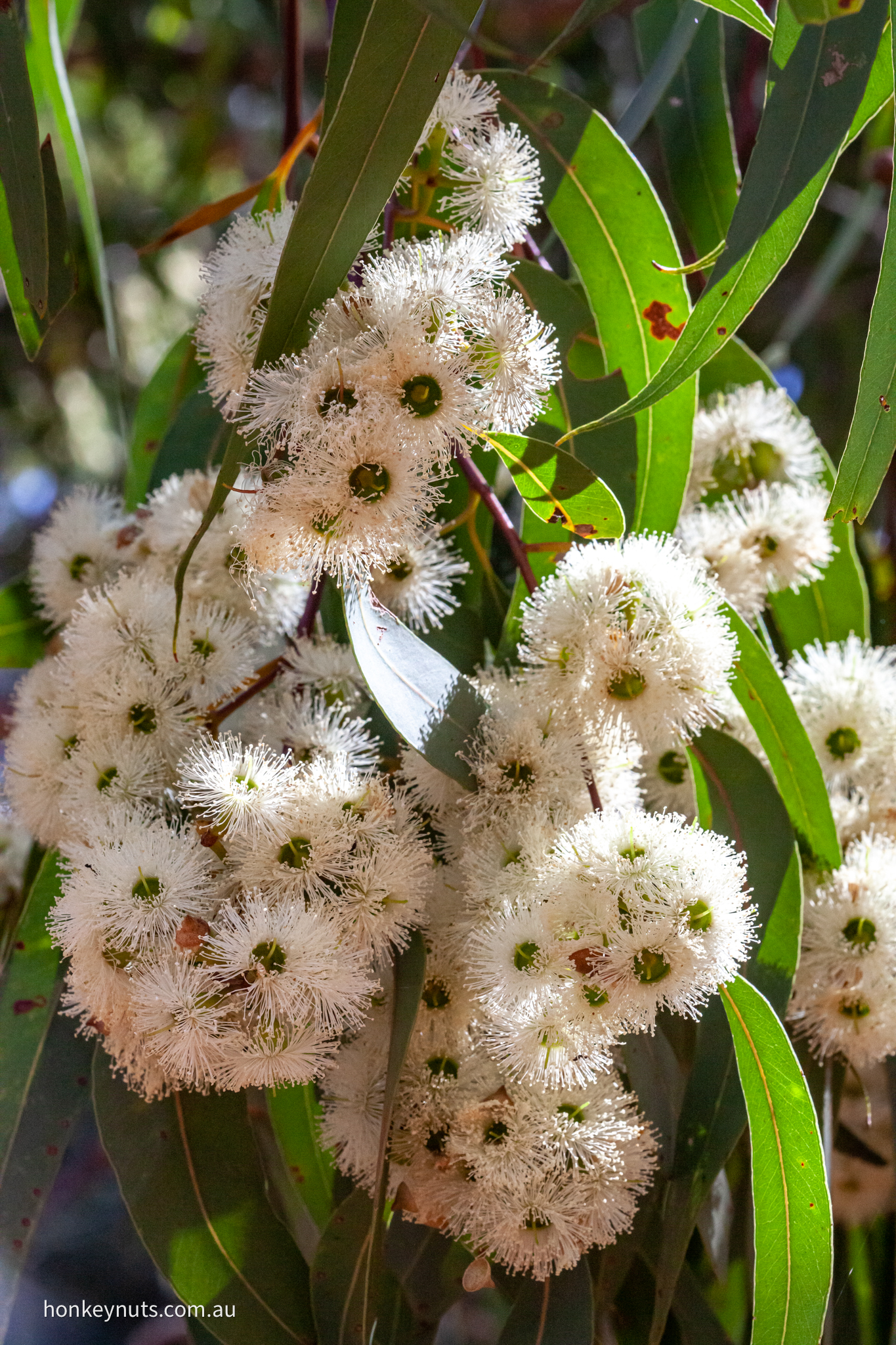 Rottnest tea-tree (Melaleuca lanceolata) – Honkey Nuts