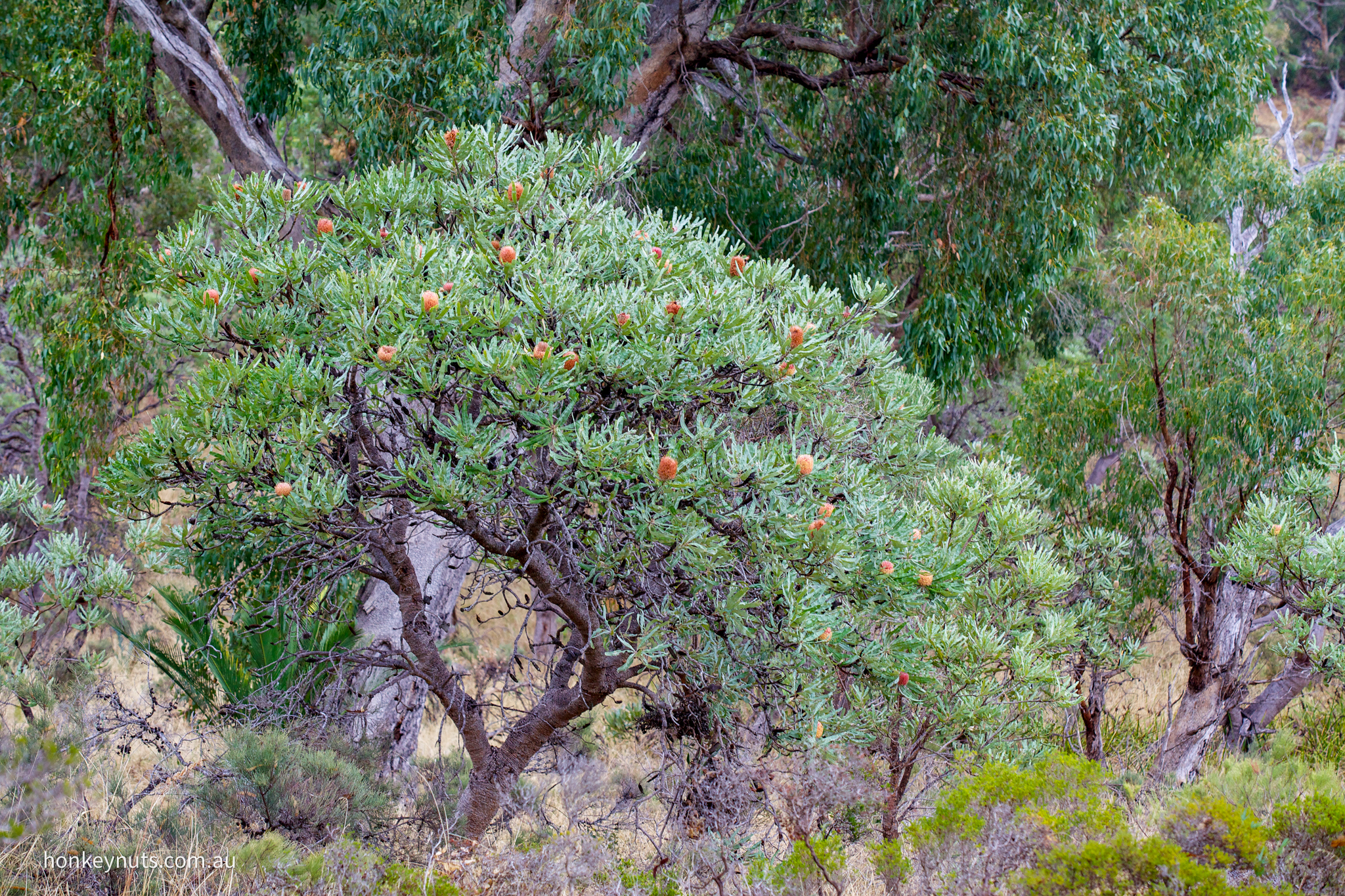 Rottnest tea-tree (Melaleuca lanceolata) – Honkey Nuts