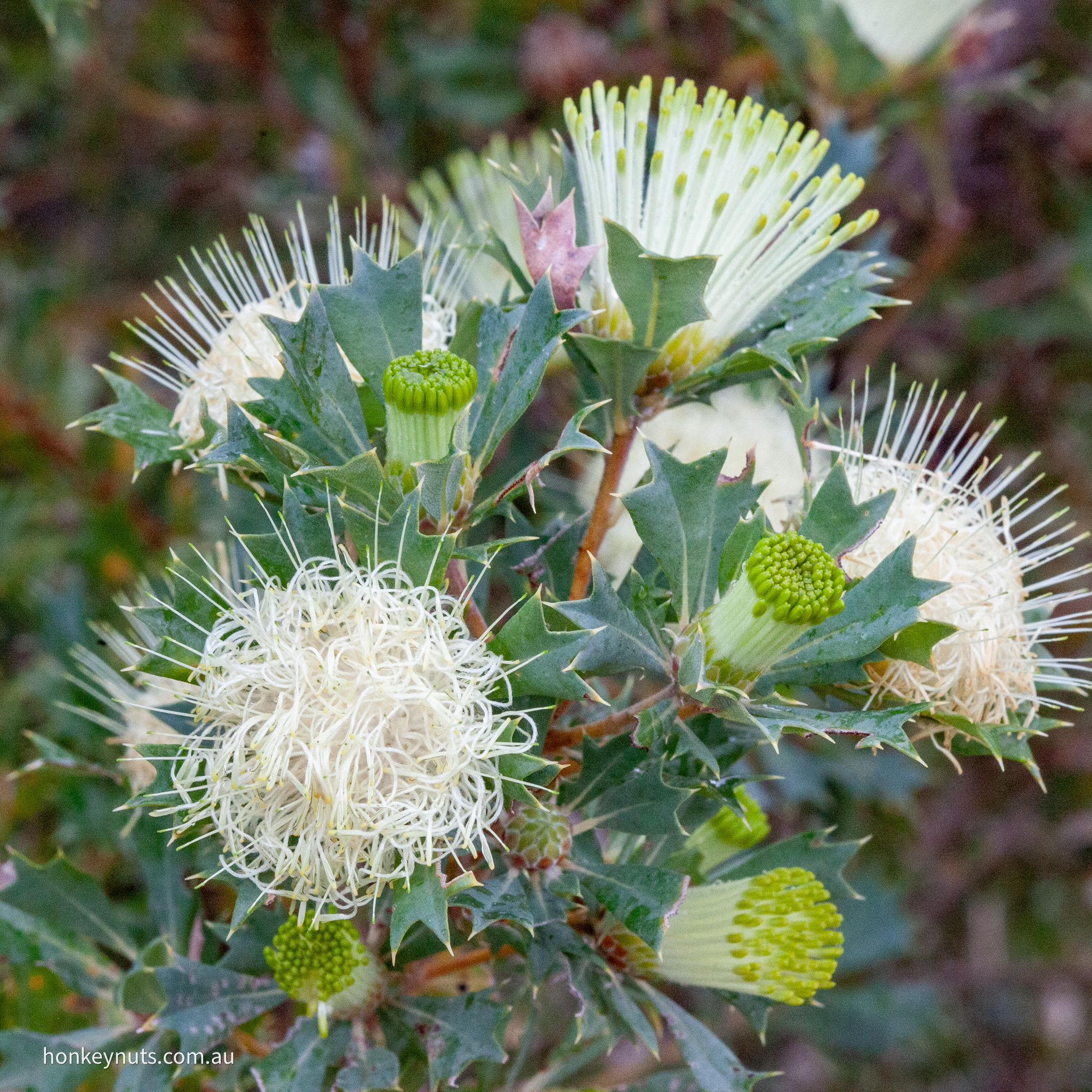 Parrotbush