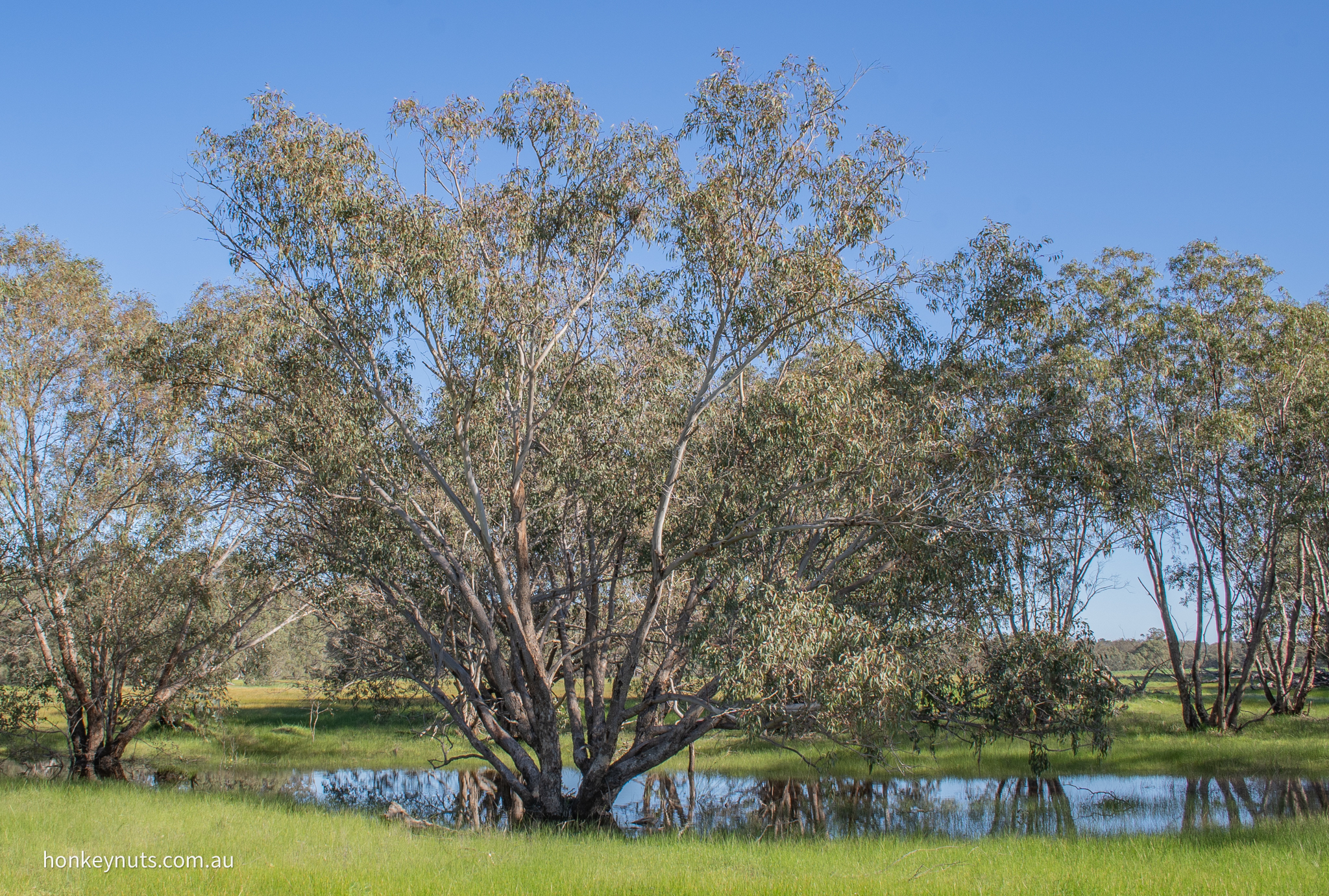 Flooded Gum