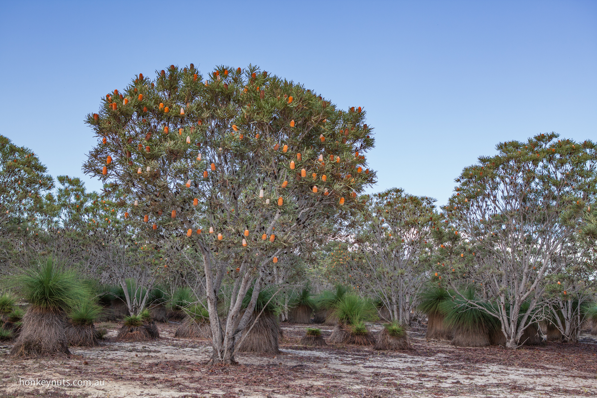 Saw-tooth banksia