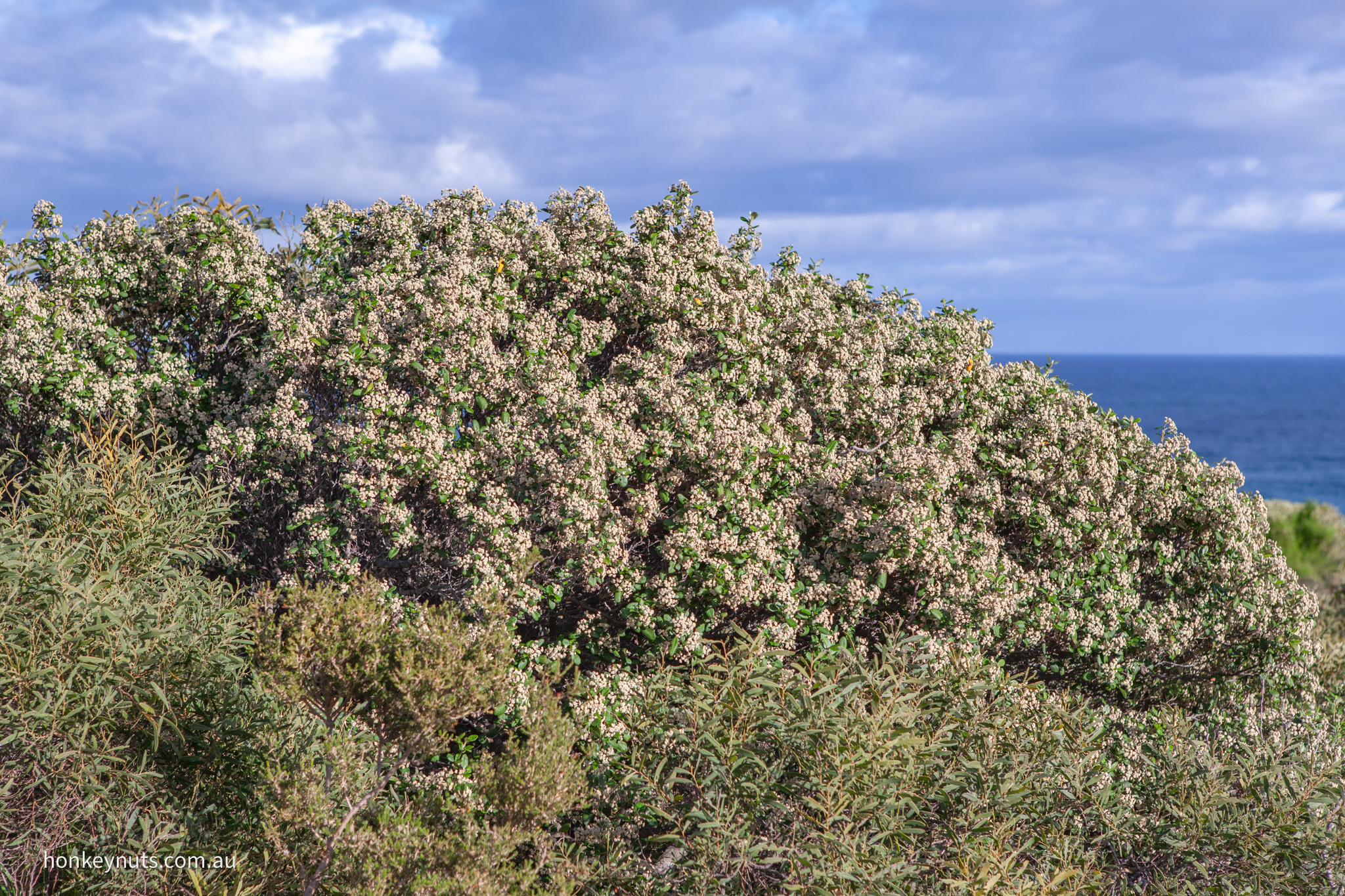 Basket Bush