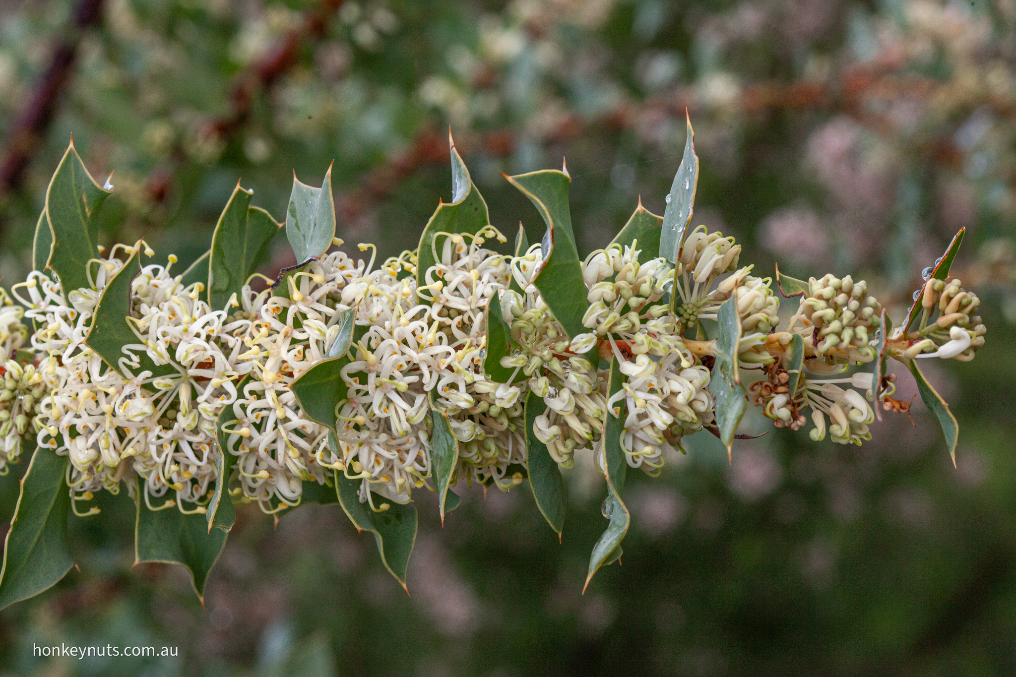 Harsh hakea