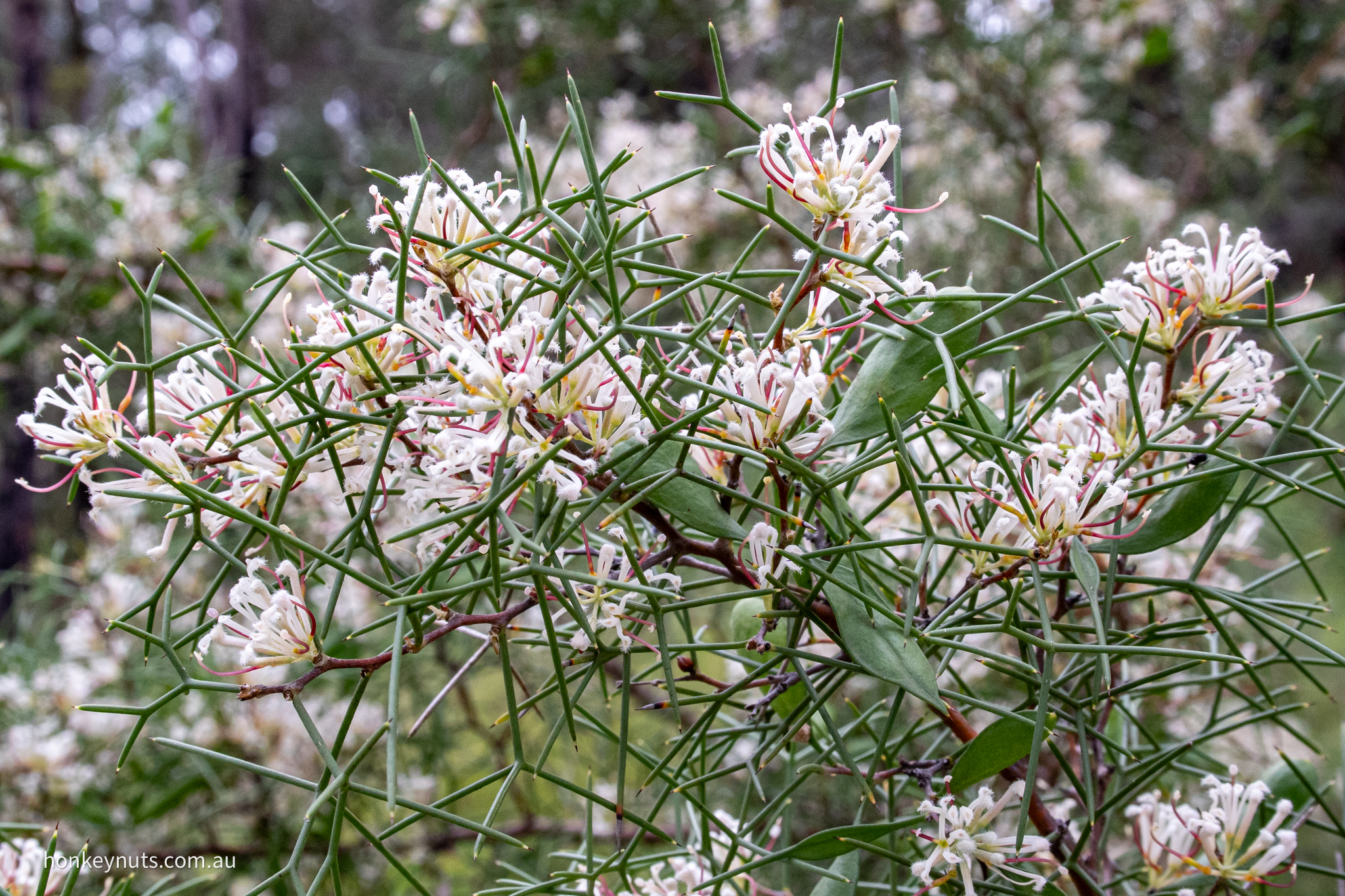 Two-leaf Hakea