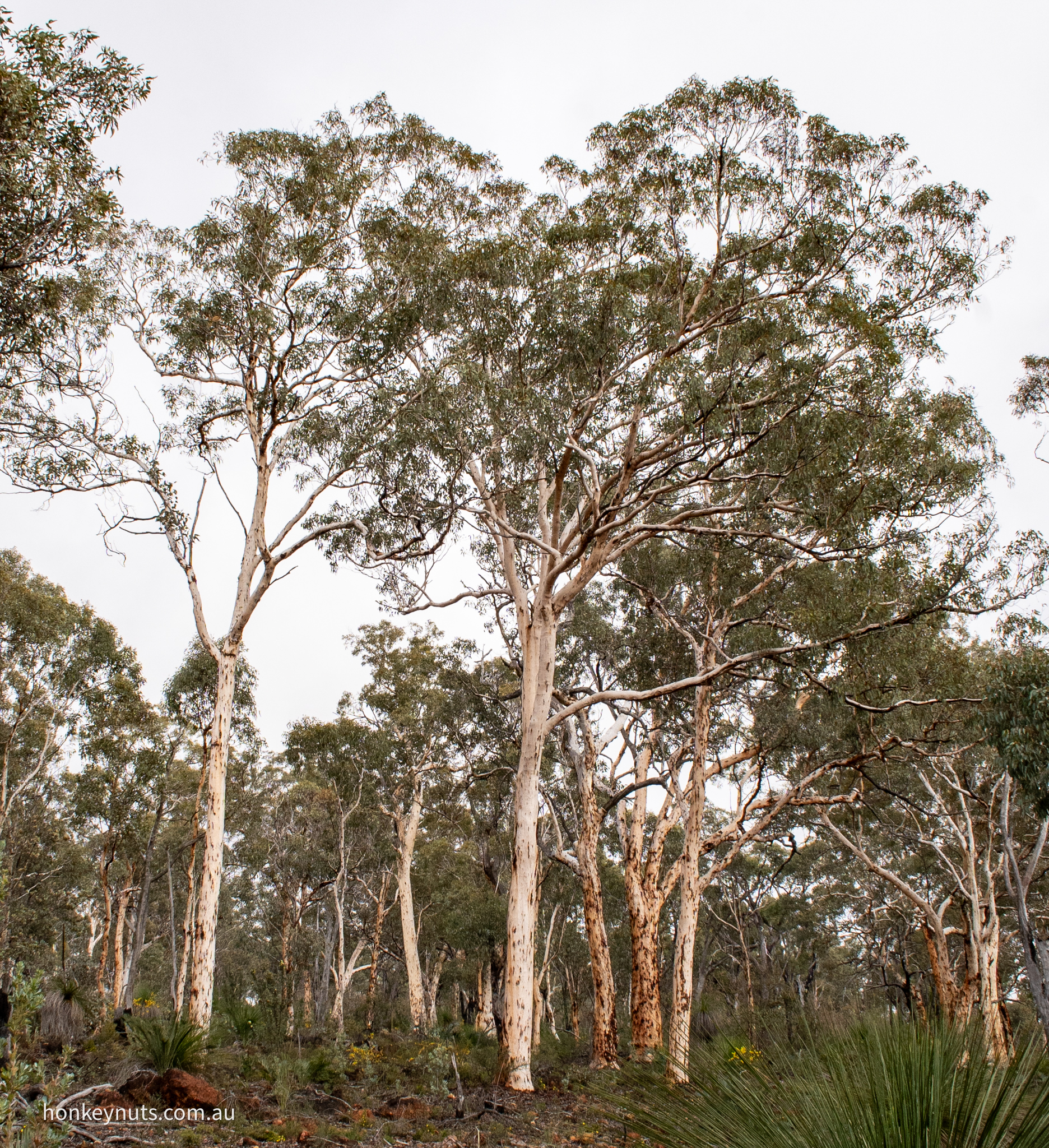 Powderbark