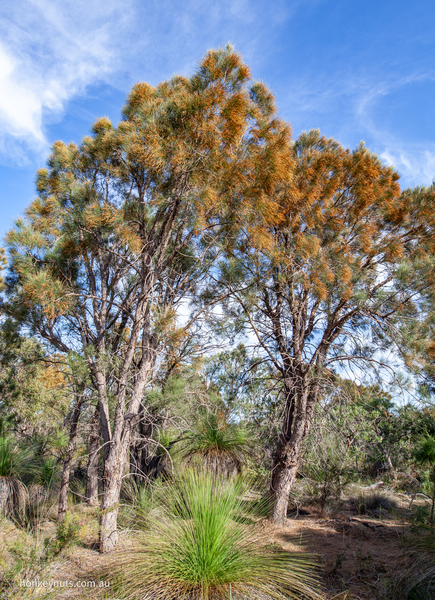 Common Sheoak