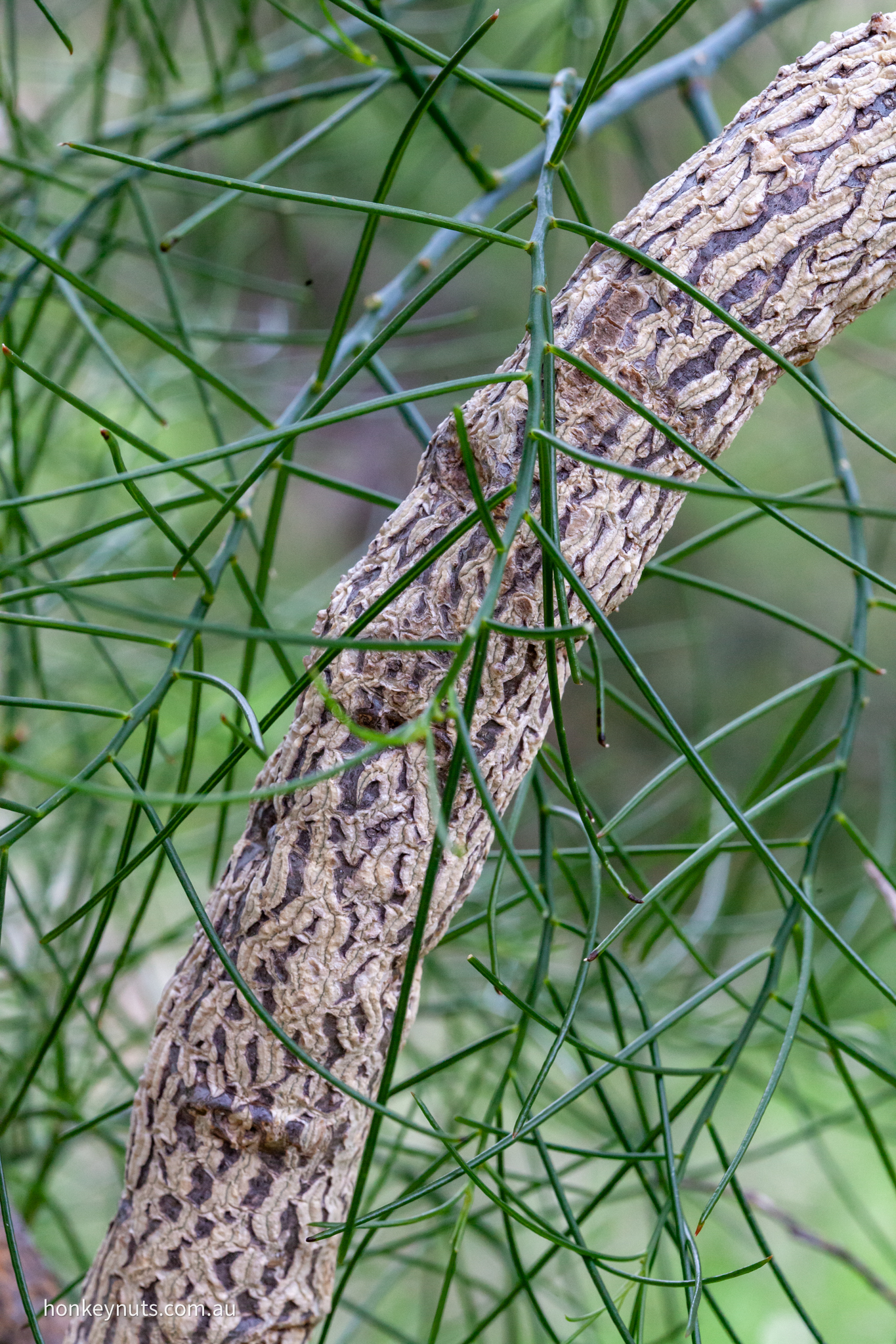 Corkybark