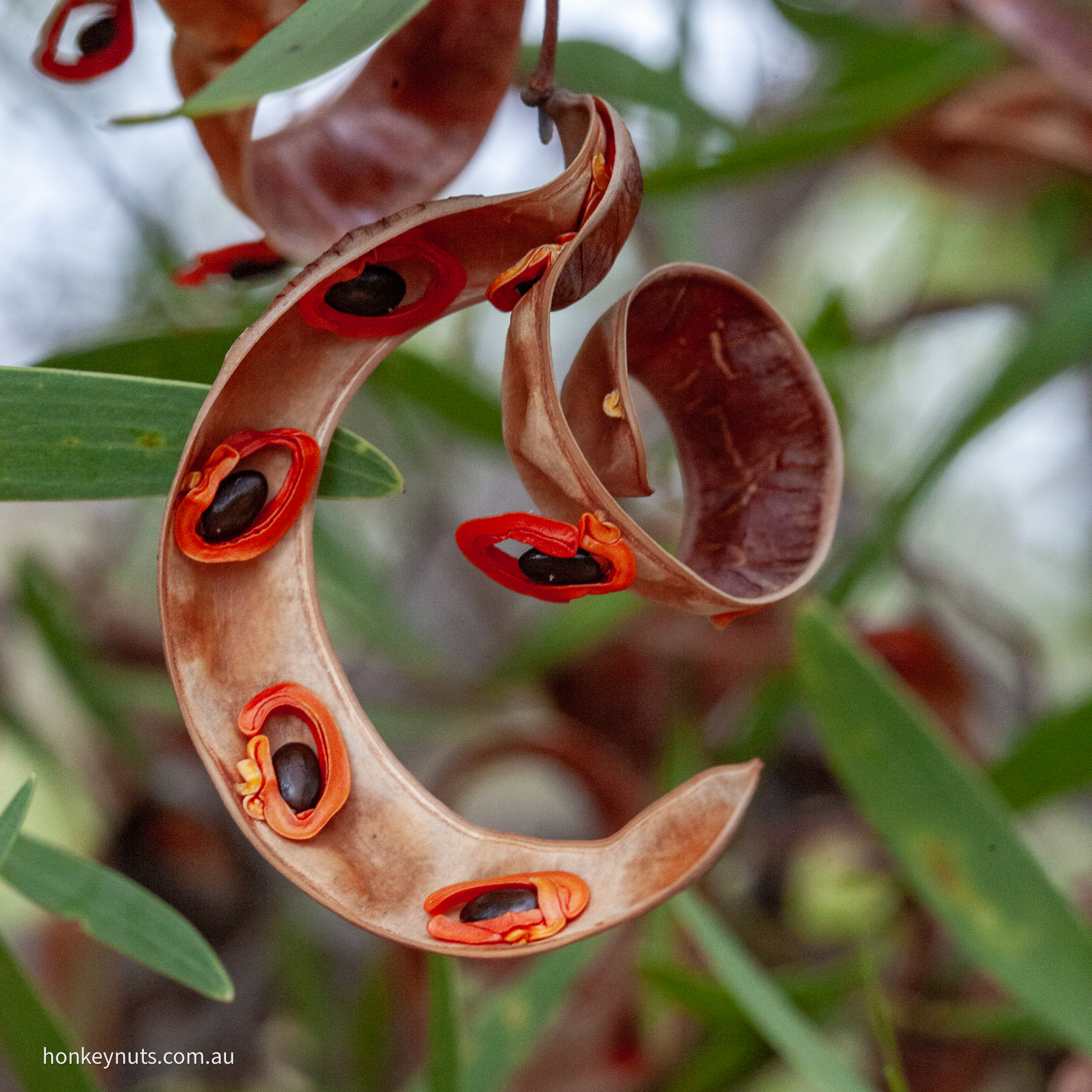 Red-eyed wattle