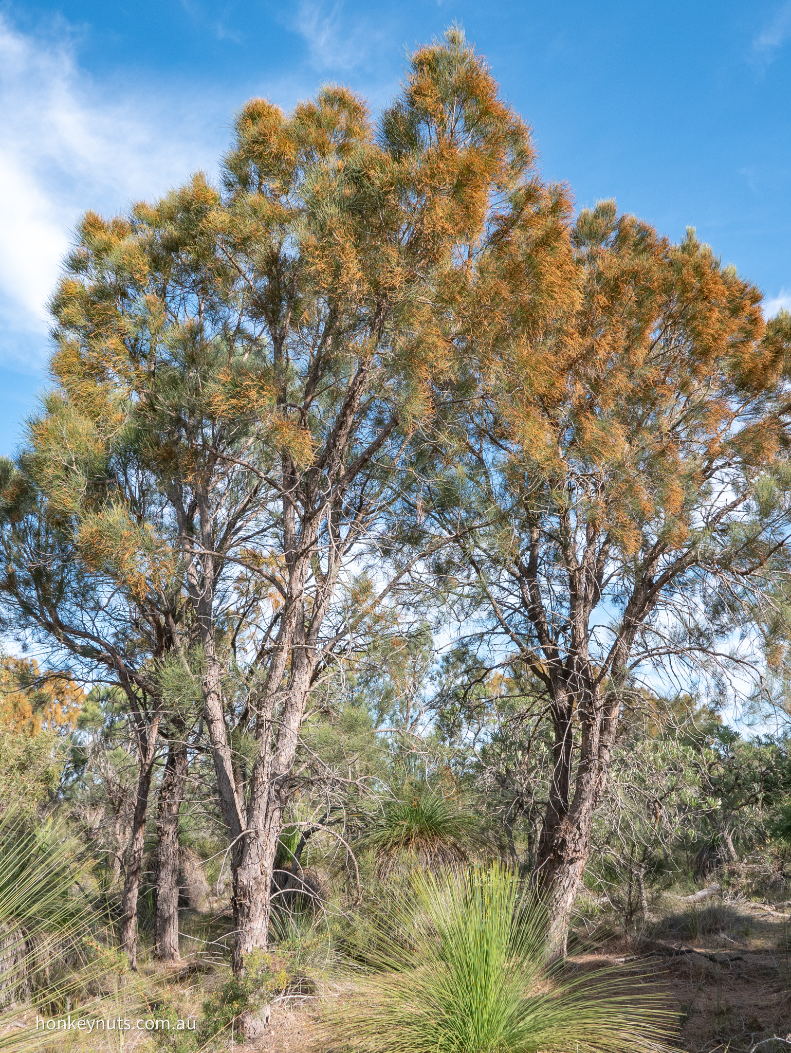 Common Sheoak