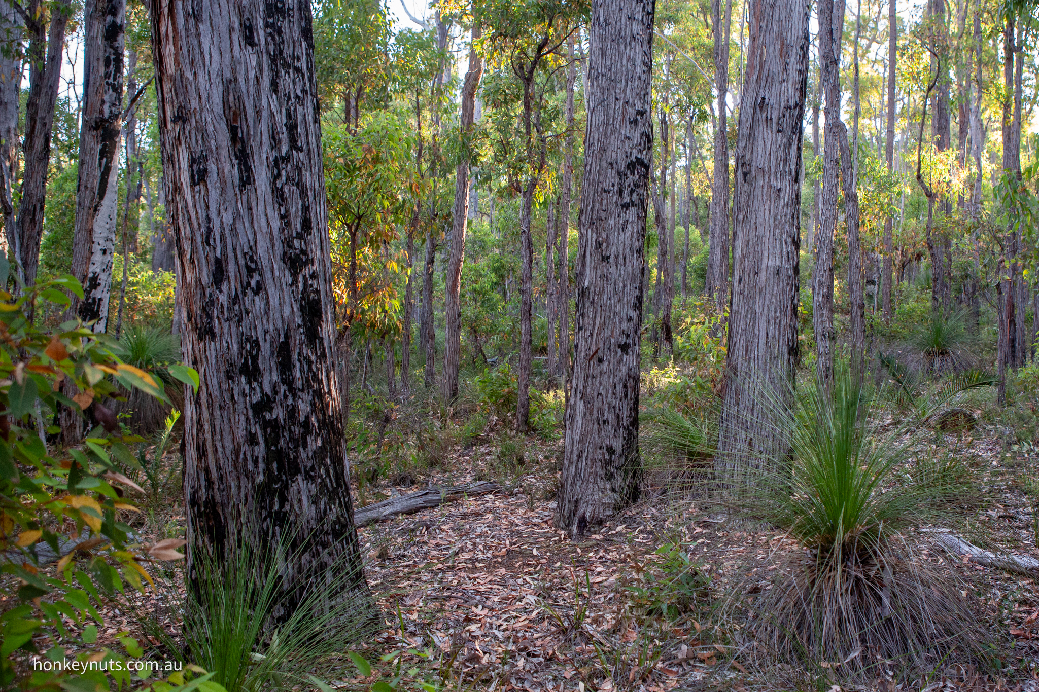 Jarrah