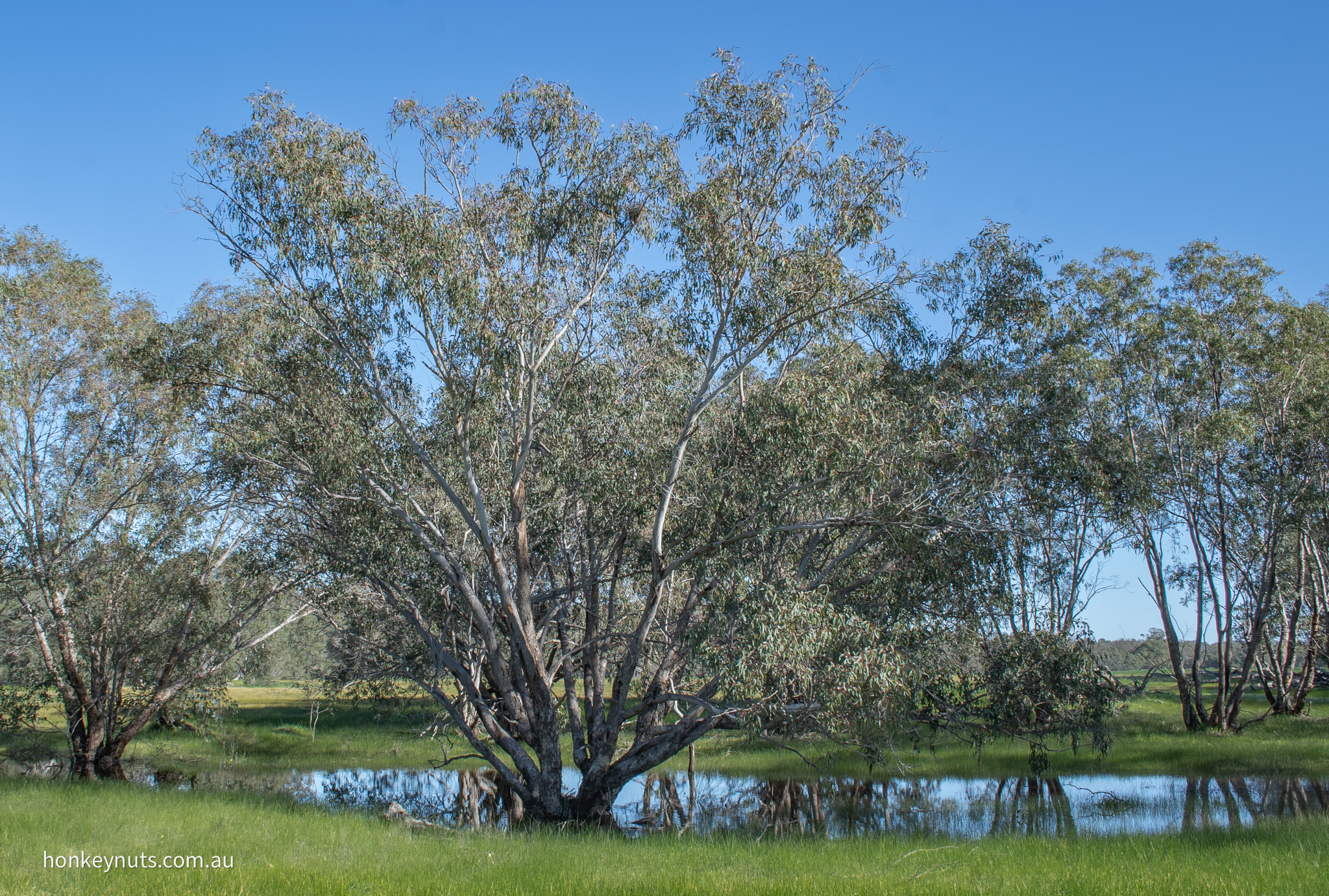 Flooded Gum