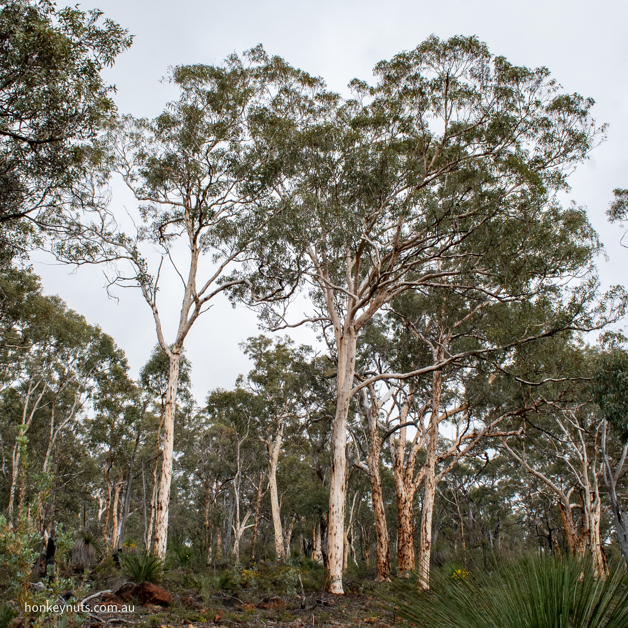 Powderbark