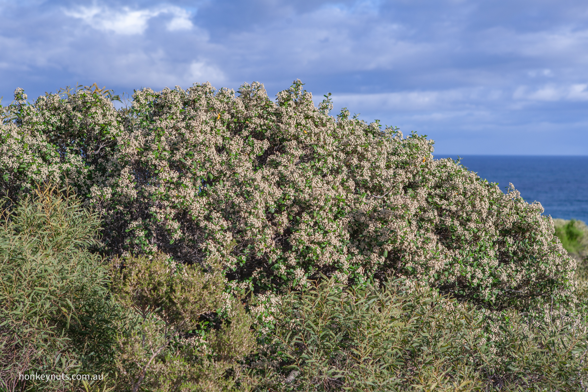 Basket Bush
