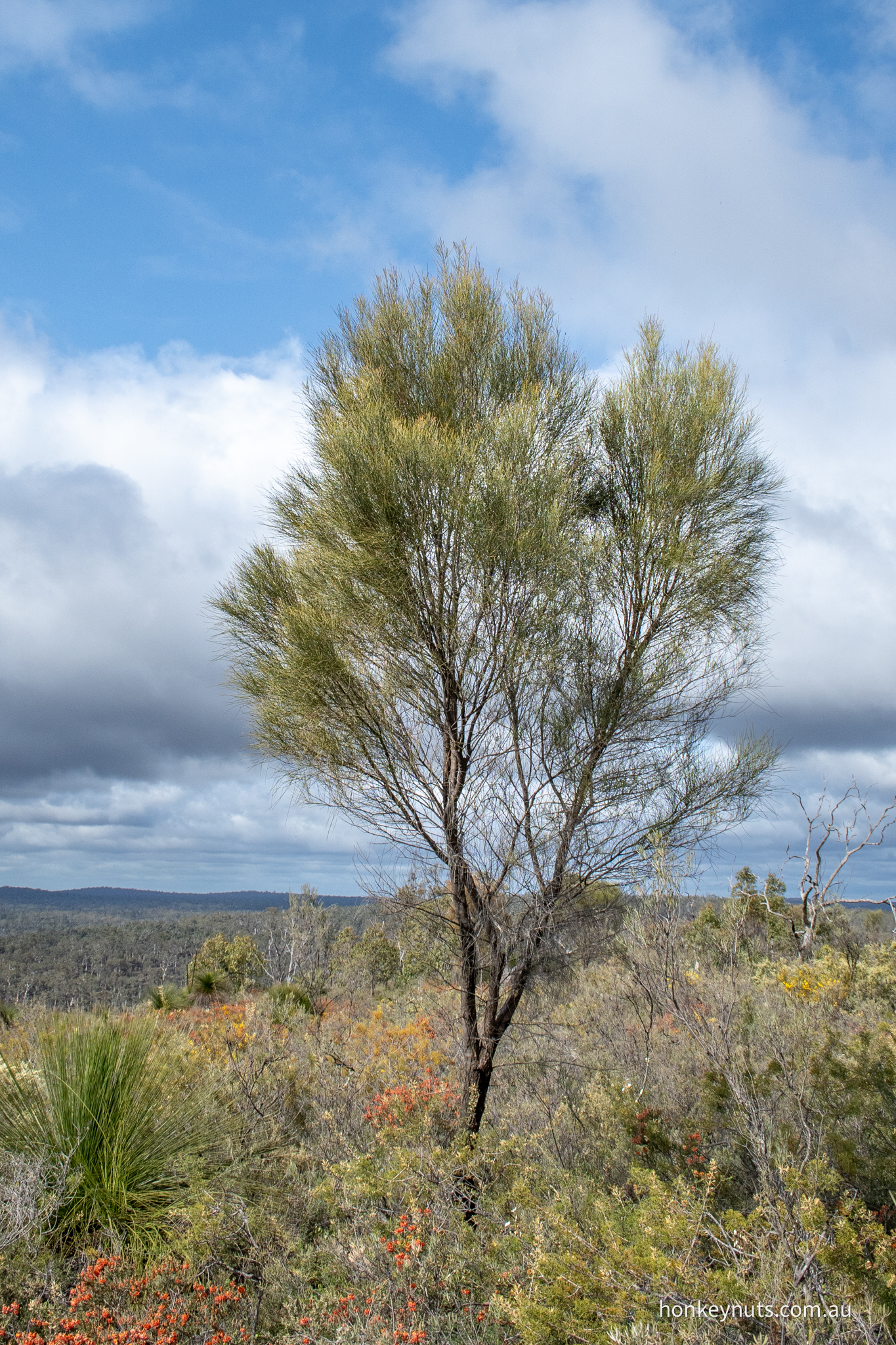 Rock sheoak