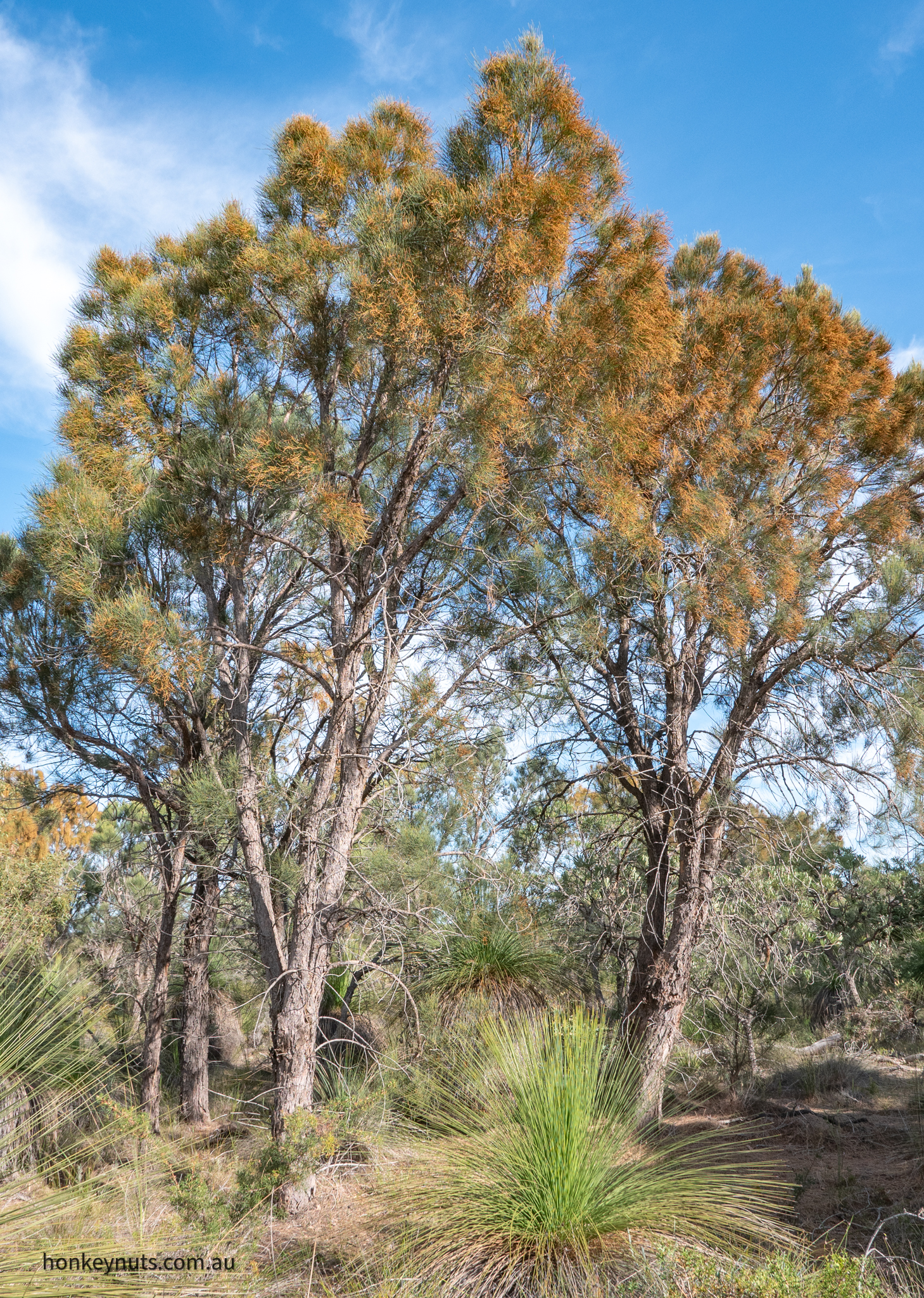 Common Sheoak