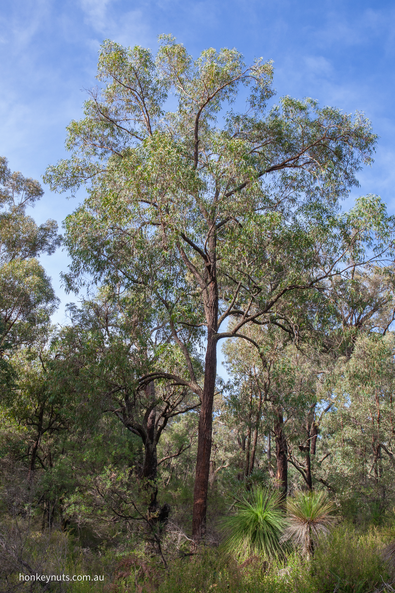 Blackbutt