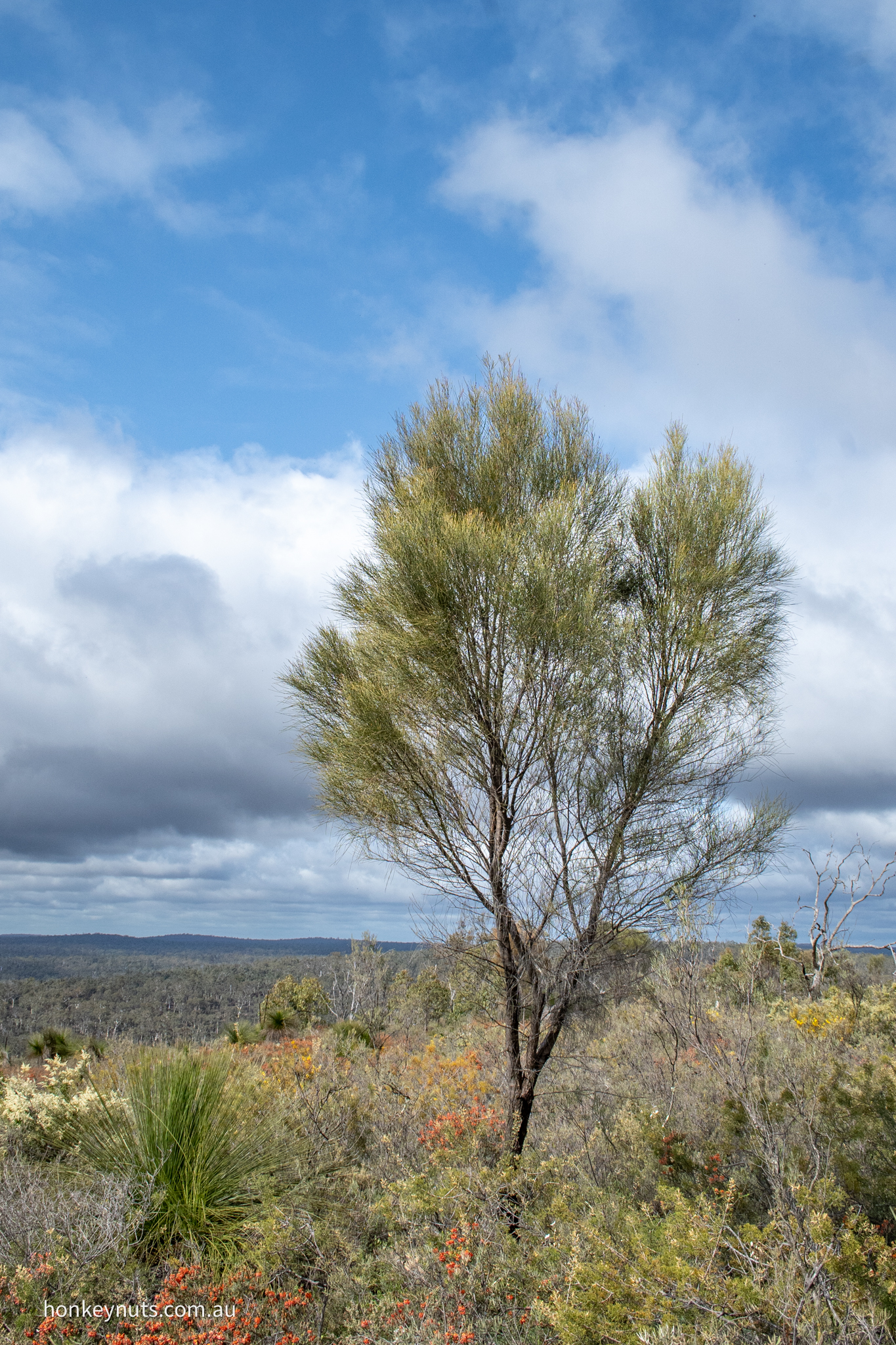 Rock sheoak