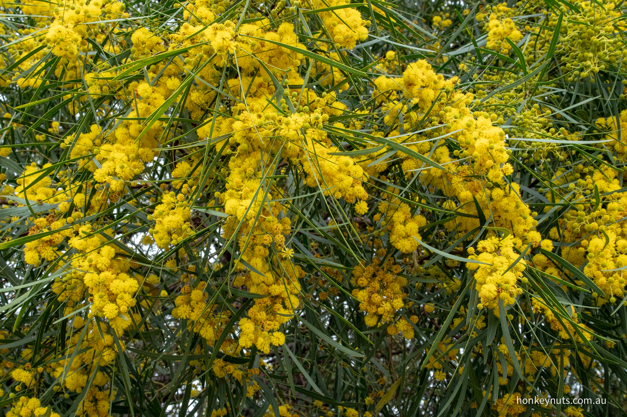 Golden-wreath wattle