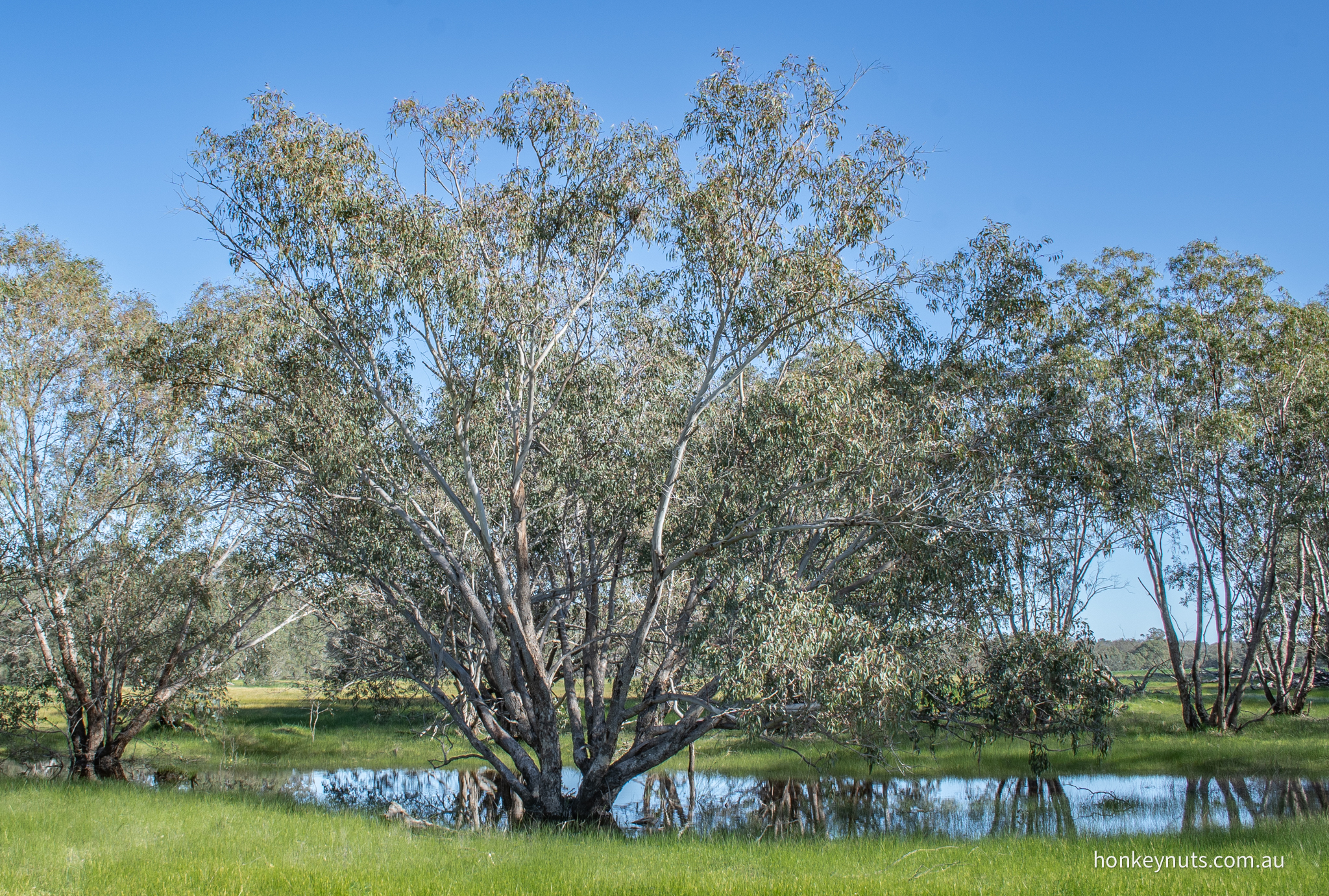 Flooded Gum