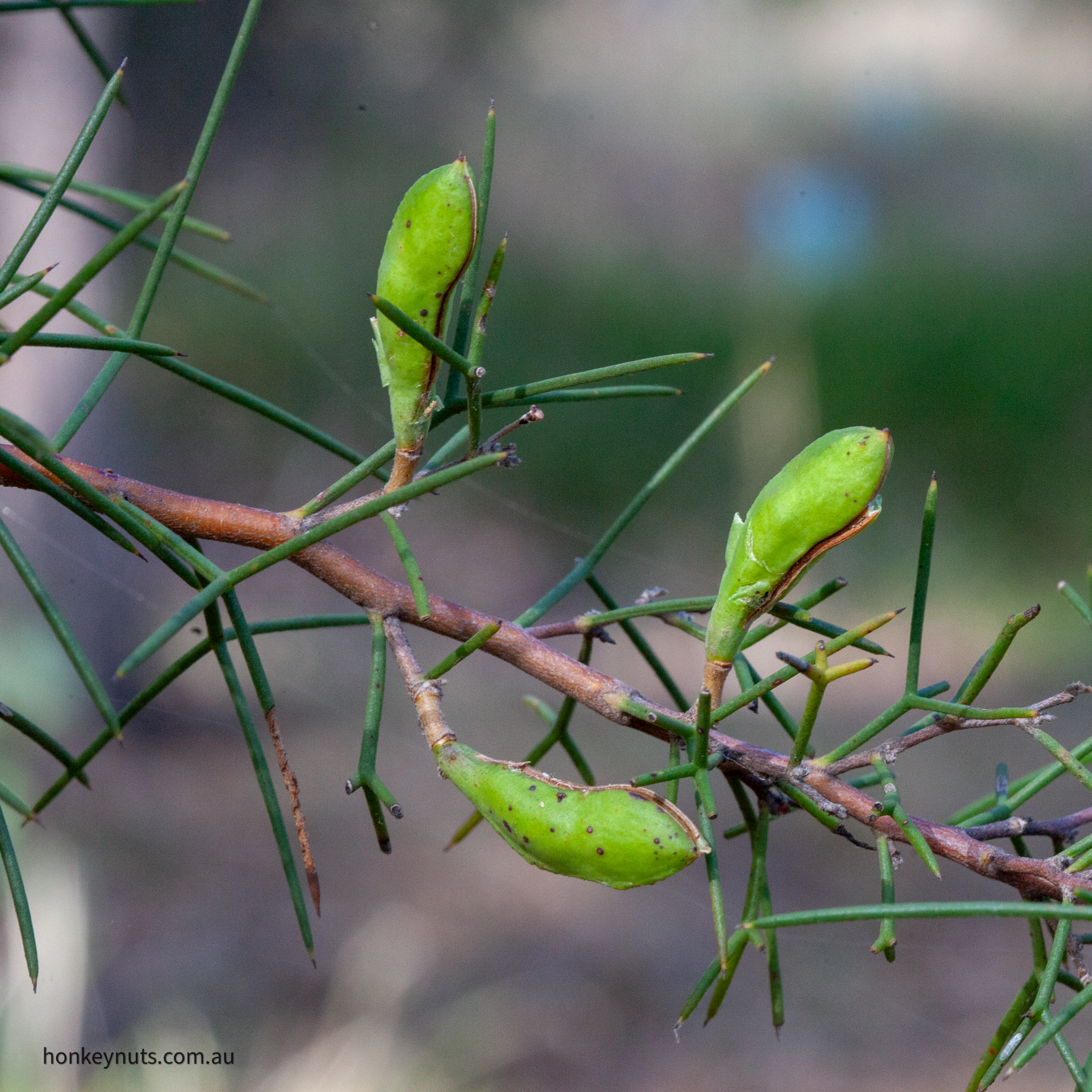 Two-leaf Hakea